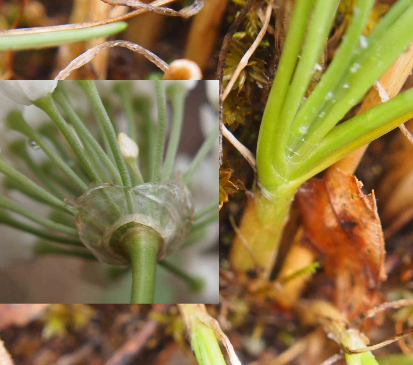 Garlic, Mountain var. albino fruit